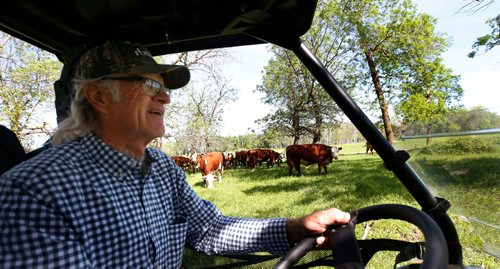 WAYNE GLOWACKI / WINNIPEG FREE PRESS

Oli Olson a rancher in Peonan Point, visits his polled hereford cattle herd.    Bill Redekop story. June 9  2017