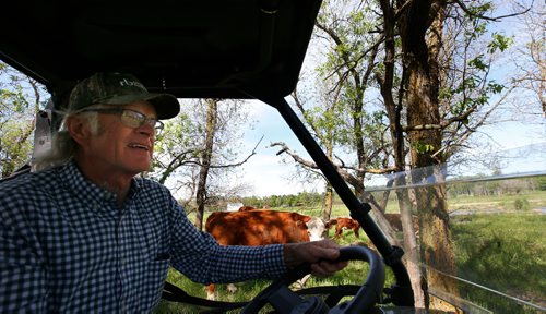 WAYNE GLOWACKI / WINNIPEG FREE PRESS

Oli Olson a rancher in Peonan Point, visits his polled hereford cattle herd.    Bill Redekop story. June 9  2017