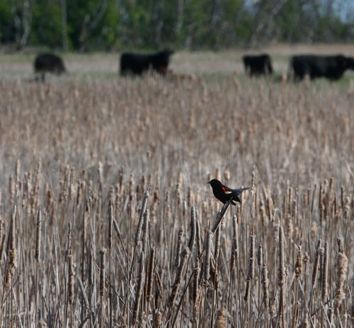 WAYNE GLOWACKI / WINNIPEG FREE PRESS

Cattails have grown into the natural pasture land in Peonan Point, Mb. along Lake Manitoba after the flood.   Bill Redekop story. June 9  2017