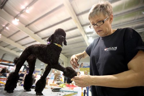 TREVOR HAGAN / WINNIPEG FREE PRESS
Judy Robidoux, of the Professional Pet Groomers Association of Manitoba, trimming Sadie, a poodle, at the pet expo at the St.Norbert Community Centre, Sunday, June 11, 2017.