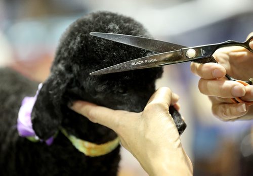 TREVOR HAGAN / WINNIPEG FREE PRESS
Judy Robidoux, of the Professional Pet Groomers Association of Manitoba, trimming Sadie, a poodle, at the pet expo at the St.Norbert Community Centre, Sunday, June 11, 2017.