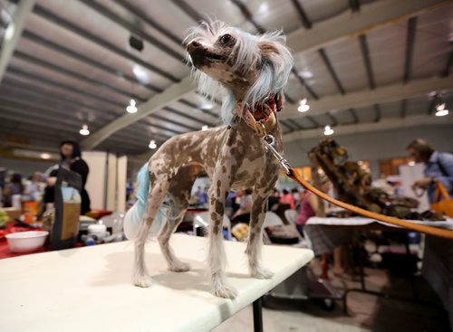 TREVOR HAGAN / WINNIPEG FREE PRESS
Buffy, a Chinese Crested dog at the pet expo at the St.Norbert Community Centre, Sunday, June 11, 2017.