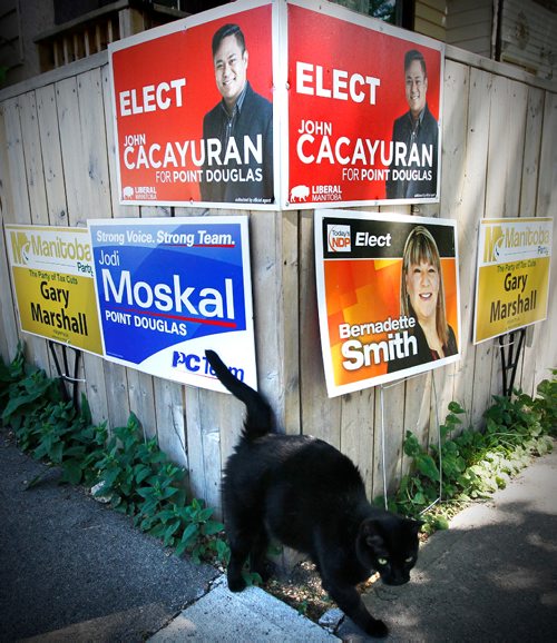 JOHN WOODS / WINNIPEG FREE PRESS
A black cat walks in front of some candidate signs on Austin Street in Point Douglas prior to Tuesday's by-election Monday, June 12, 2017.