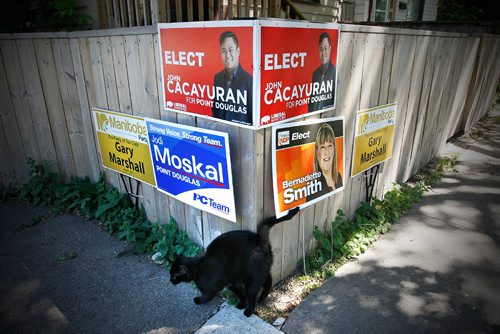 JOHN WOODS / WINNIPEG FREE PRESS
A black cat walks in front of some candidate signs on Austin Street in Point Douglas prior to Tuesday's by-election Monday, June 12, 2017.