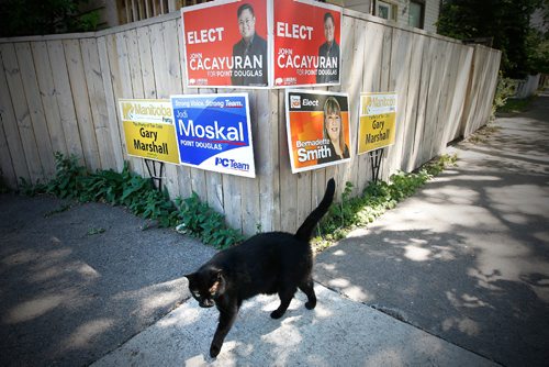 JOHN WOODS / WINNIPEG FREE PRESS
A black cat walks in front of some candidate signs on Austin Street in Point Douglas prior to Tuesday's by-election Monday, June 12, 2017.