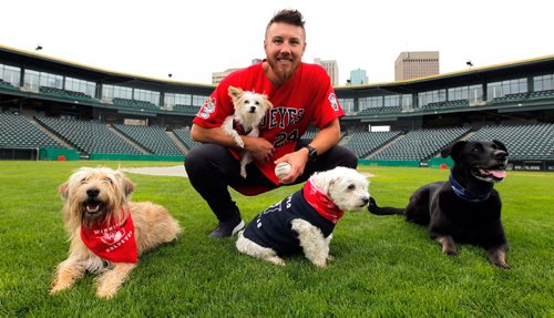 BORIS MINKEVICH / WINNIPEG FREE PRESS
Goldeyes at Shaw Park on Saturday are hosting the Bark in the Park game, wherein they are hoping to set a world record for the most dogs at a sporting event. Goldeyes pitcher Edwin Carl holds his dog named Snooks poses for a photo with, from left, Dasi, Bogey, and Rue. June 15, 2017
