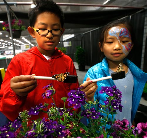WAYNE GLOWACKI / WINNIPEG FREE PRESS

 Alex Wang,11 and his sister Anna Zhang,8, feed Painted Lady butterflies  in the Exhibition Place building on the opening day of  The Ex at Red River Exhibition Park. Stefanie Lasuik story      June 16   2017
