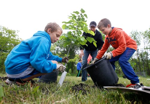 WAYNE GLOWACKI / WINNIPEG FREE PRESS

Cameron Funk with his son Alexander,right, and his friend Nathaniel Anderson plant a Basswood tree in Henteleff Park in south St. Vital Saturday morning. They were part of a group that planted 60 trees and shrubs in the 35 acres of green space along the Red River, they will eventually plant 150 in celebration of Canada's 150th birthday.  Money raised from selling snacks, T-shirts an umbrellas helped support the Henteleff Park Foundation to purchase the trees and shrubs. June 17   2017