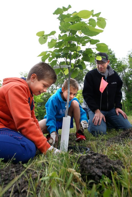 WAYNE GLOWACKI / WINNIPEG FREE PRESS

  Cameron Funk with his son Alexander,left, and his friend Nathaniel Anderson plant a Basswood tree in Henteleff Park in south St. Vital Saturday morning. They were part of a group that planted 60 trees and shrubs in the 35 acres of green space along the Red River, they will eventually plant 150 in celebration of Canada's 150th birthday.  Money raised from selling snacks, T-shirts an umbrellas helped support the Henteleff Park Foundation to purchase the trees and shrubs. June 17   2017