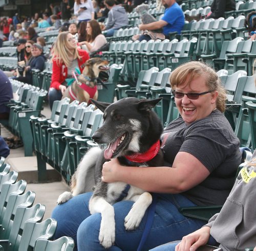 WAYNE GLOWACKI / WINNIPEG FREE PRESS

Tux gets comfortable on the lap of Abigail Collier prior to the third annual Winnipeg Goldeyes Bark in the Park a dog-friendly baseball game against the St. Paul Saints Saturday evening. This years game is taking things to the next level with expanded Bark seating plus an official Guinness World Records title attempt. The current Guinness record is 1,122 dogs achieved by the Chicago White Sox in 2016.  story  June 17   2017