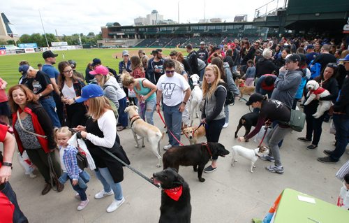 WAYNE GLOWACKI / WINNIPEG FREE PRESS

Dogs and owners arrive for the third annual Winnipeg Goldeyes Bark in the Park dog-friendly baseball game against the St. Paul Saints Saturday evening. This years game is taking things to the next level with expanded Bark seating plus an official Guinness World Records title attempt. The current Guinness record is 1,122 dogs achieved by the Chicago White Sox in 2016.  story  June 17   2017