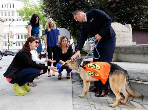 JUSTIN SAMANSKI-LANGILLE / WINNIPEG FREE PRESS
Mayor Brian Bowman stops to talk with some passers-by while on a walk with Dorothy, a German Shepard mix up for adoption. Bowman will be walking dogs rescued by animal control to promote adoption of the animals.
170619 - Monday, June 19, 2017.