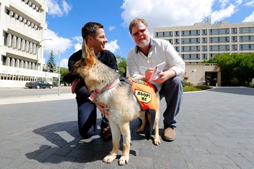 JUSTIN SAMANSKI-LANGILLE / WINNIPEG FREE PRESS
Mayor Brian Bowman poses outside city hall Monday with Dorothy, a German Shepard mix and Free Press Columnist Doug Speirs. Bowman will be walking dogs up for adoption by animal control to promote the rescue service.
170619 - Monday, June 19, 2017.