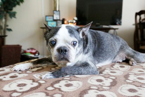 JUSTIN SAMANSKI-LANGILLE / WINNIPEG FREE PRESS
Charlee, a Boston Terrier, lounges on an ottoman Tuesday inside his owner Lisa Chorneychuk's living room. 'Charlie' is the most common dog name in Winnipeg.
170627 - Tuesday, June 27, 2017.