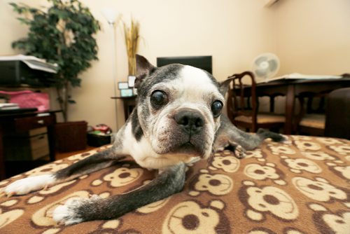 JUSTIN SAMANSKI-LANGILLE / WINNIPEG FREE PRESS
Charlee, a Boston Terrier, investigates the camera while lounging on an ottoman Tuesday inside his owner Lisa Chorneychuk's living room. 'Charlie' is the most common dog name in Winnipeg.
170627 - Tuesday, June 27, 2017.
