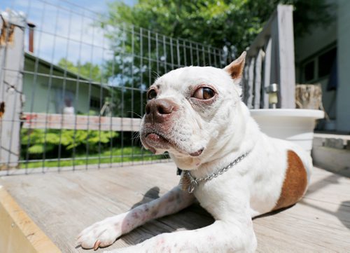 JUSTIN SAMANSKI-LANGILLE / WINNIPEG FREE PRESS
Splash, a Boston Terrier, enjoys some rays while relaxing in her owner Lisa Chorneychuk's backyard Tuesday. 'Splash' is one of the least common dog names in the city.
170627 - Tuesday, June 27, 2017.