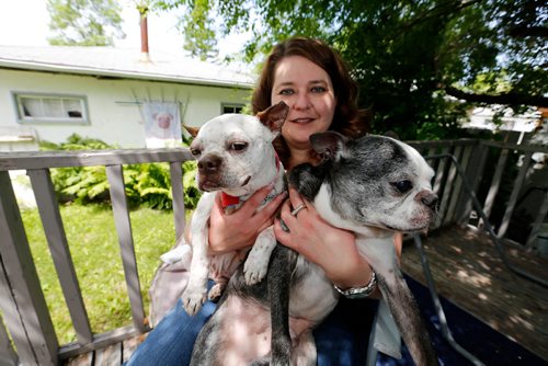 JUSTIN SAMANSKI-LANGILLE / WINNIPEG FREE PRESS
Lisa Chorneychuk, executive director of Manitoba Pug Rescue poses with Splash (L) and Charlee (R), both Boston Terriers, in her backyard Tuesday.
170627 - Tuesday, June 27, 2017.