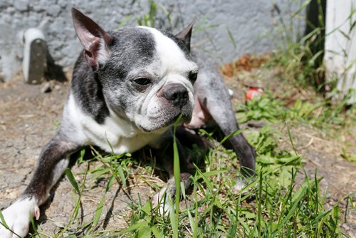 JUSTIN SAMANSKI-LANGILLE / WINNIPEG FREE PRESS
Charlee, a Boston Terrier, enjoys some rays while relaxing in his owner Lisa Chorneychuk's backyard Tuesday. 'Charlie' is the most common dog name in the city.
170627 - Tuesday, June 27, 2017.
