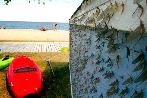 BORIS MINKEVICH / WINNIPEG FREE PRESS
GIMLI, MB - Fish flies pile on a building at Gimli Beach.  July 10, 2017