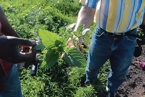 Canstar Community News July 4, 2017 - Newcomers plant food from their country at the Rainbow Gardens at the University of Manitoba. (LIGIA BRAIDOTTI/CANSTAR COMMUNITY NEWS/TIMES)