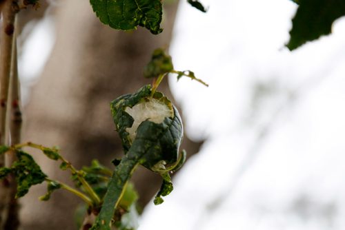 JUSTIN SAMANSKI-LANGILLE / WINNIPEG FREE PRESS
The cottony ash psyllid feeds on both black and manna ash trees. It weaves a white cottony substance (pictured) on the the leaves causing them to shrivel and fall off.
170711 - Tuesday, July 11, 2017.