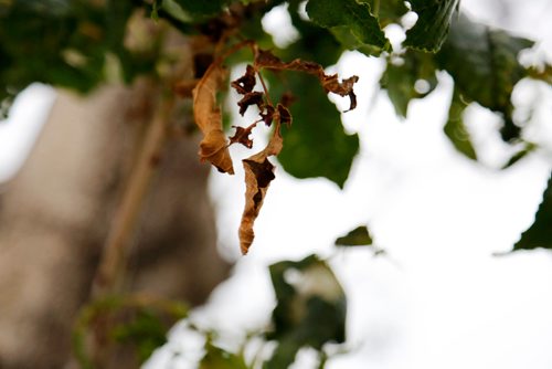 JUSTIN SAMANSKI-LANGILLE / WINNIPEG FREE PRESS
The cottony ash psyllid feeds on both black and manna ash trees. It weaves a white cottony substance on the the leaves causing them to shrivel and fall off. (Pictured)
170711 - Tuesday, July 11, 2017.