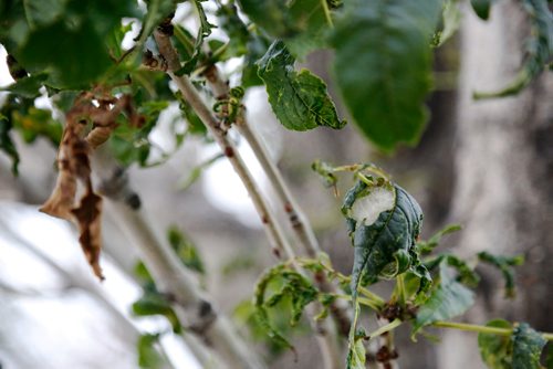 JUSTIN SAMANSKI-LANGILLE / WINNIPEG FREE PRESS
The cottony ash psyllid feeds on both black and manna ash trees. It weaves a white cottony substance (pictured right) on the the leaves causing them to shrivel and fall off (pictured left).
170711 - Tuesday, July 11, 2017.