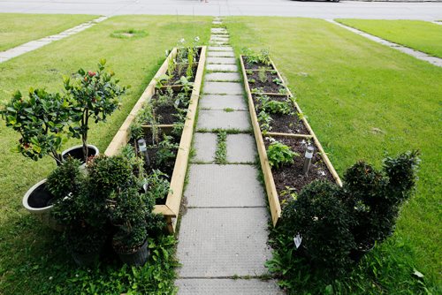 JUSTIN SAMANSKI-LANGILLE / WINNIPEG FREE PRESS
Joey Cowan's vegetable garden is seen in his front yard Wednesday. Manitoba Housing says that Cowan has to remove the raised garden as it is a hazard for young children and gardens belong in the backyard yard only.
170712 - Wednesday, July 12, 2017.