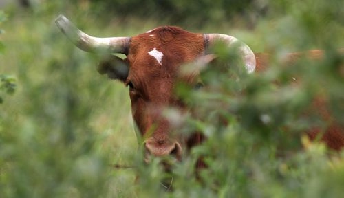RUTH BONNEVILLE / WINNIPEG FREE PRESS


A longhorned cow peaks through the bushes on a farm in the Kleefeld area Wednesday.

Standup pic 




July 12, 2017