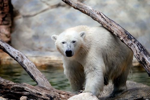 BORIS MINKEVICH / WINNIPEG FREE PRESS
A polar bear at the zoo died last week. Here some baby polar bears in a separate enclosure. ASHLEY PREST STORY  July 17, 2017