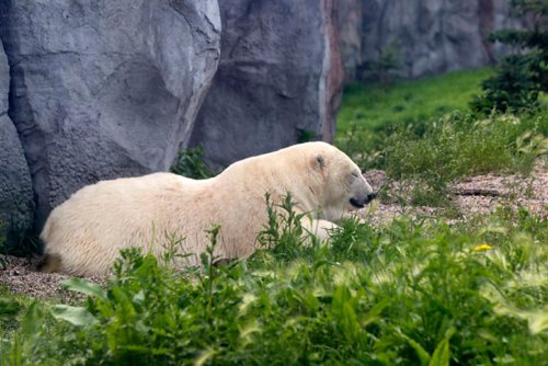 BORIS MINKEVICH / WINNIPEG FREE PRESS
A polar bear at the zoo died last week. Here some polar bears in the enclosure. ASHLEY PREST STORY  July 17, 2017