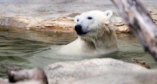 BORIS MINKEVICH / WINNIPEG FREE PRESS
A polar bear at the zoo died last week. Here some baby polar bears in a separate enclosure. ASHLEY PREST STORY  July 17, 2017