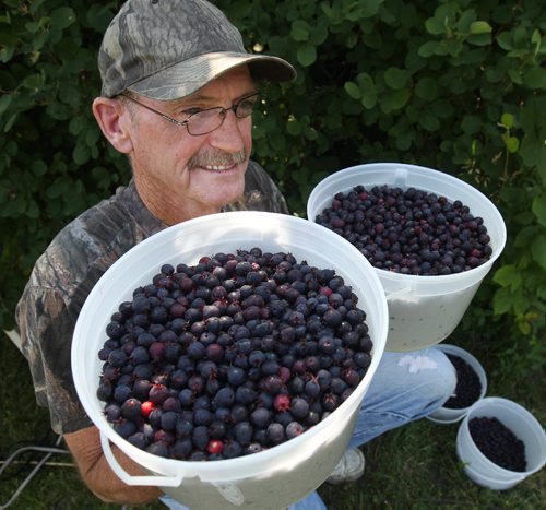JOE BRYKSA / WINNIPEG FREE PRESSRiverbend Orchards Inc- owned by Philip and Karen Ronald in Portage La Prairie, MB- picker Graham Brown with saskatoons -July 18 , 2017 -( See 49.8 photo story)