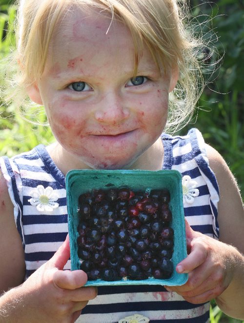 JOE BRYKSA / WINNIPEG FREE PRESSRiverbend Orchards Inc- owned by Philip and Karen Ronald in Portage La Prairie, MB- Lexie Martens 3 years old picks a few eats a few saskatoons-July 18 , 2017 -( See Todd Lewys story)