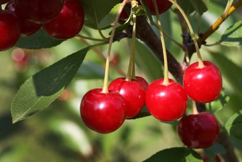 JOE BRYKSA / WINNIPEG FREE PRESSRiverbend Orchards Inc- owned by Philip and Karen Ronald in Portage La Prairie, MB- Close up photo of Tart Cherries-  July 18 , 2017 -( See 49.8 photo story)