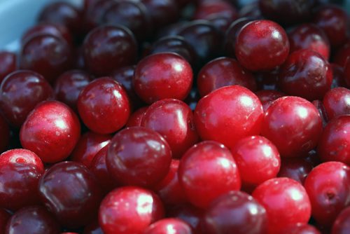 JOE BRYKSA / WINNIPEG FREE PRESSRiverbend Orchards Inc- owned by Philip and Karen Ronald in Portage La Prairie, MB- Close up photo of Tart Cherries-  July 18 , 2017 -( See 49.8 photo story)