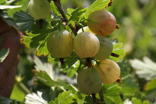 JOE BRYKSA / WINNIPEG FREE PRESSRiverbend Orchards Inc- owned by Philip and Karen Ronald in Portage La Prairie, MB- Close up photo of Gooseberries-  July 18 , 2017 -( See 49.8 photo story)