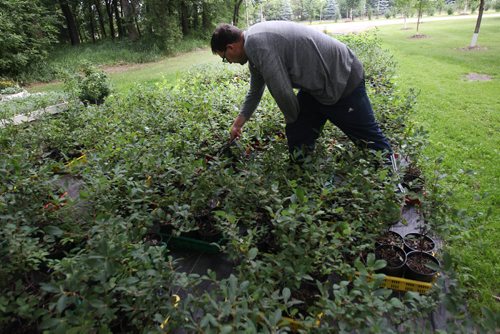JOE BRYKSA / WINNIPEG FREE PRESSRiverbend Orchards Inc- owned by Philip and Karen Ronald in Portage La Prairie, MB-  Owner Philip Ronald works on  Honeyberry plants ( or Hascap)  July 18 , 2017 -( See 49.8 photo story)