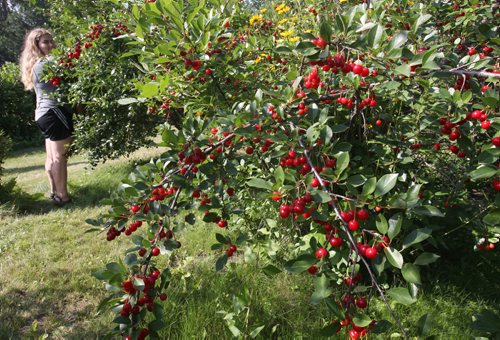 JOE BRYKSA / WINNIPEG FREE PRESSRiverbend Orchards Inc- owned by Philip and Karen Ronald in Portage La Prairie, MB- Owners daughter Megan Ronald picks tart cherries for commercial client in Manitoba -July 18 , 2017 -( See 49.8 photo story)