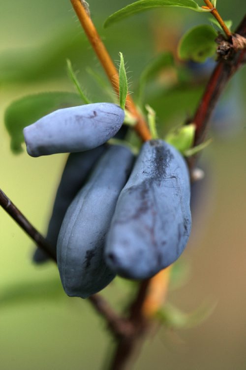 JOE BRYKSA / WINNIPEG FREE PRESSRiverbend Orchards Inc- owned by Philip and Karen Ronald in Portage La Prairie, MB- Close up photo of a Honeyberry ( or Hascap)  July 18 , 2017 -( See 49.8 photo story)