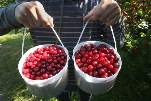 JOE BRYKSA / WINNIPEG FREE PRESSRiverbend Orchards Inc- owned by Philip and Karen Ronald in Portage La Prairie, MB-Marcus Loewen holds tart cherries picked for commercial client in Manitoba -July 18 , 2017 -( See 49.8 photo story)