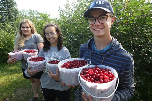 JOE BRYKSA / WINNIPEG FREE PRESSRiverbend Orchards Inc- owned by Philip and Karen Ronald in Portage La Prairie, MB- L to R owners daughter Megan Ronald, and pickers Elizabeth Forest and Marcus Loewen hold tart cherries picked for commercial client in Manitoba -July 18 , 2017 -( See 49.8 photo story)