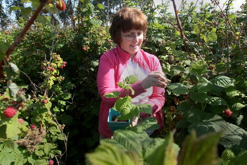 JOE BRYKSA / WINNIPEG FREE PRESSRiverbend Orchards Inc- owned by Philip and Karen Ronald in Portage La Prairie, MB- Cathy Curwain picks rasberries at Upick farm -July 18 , 2017 -( See 49.8 photo story)