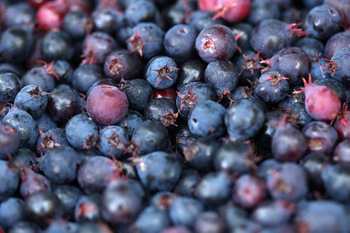 JOE BRYKSA / WINNIPEG FREE PRESSRiverbend Orchards Inc- owned by Philip and Karen Ronald in Portage La Prairie, MB- Close up photo of Saskatoons-  July 18 , 2017 -( See 49.8 photo story)