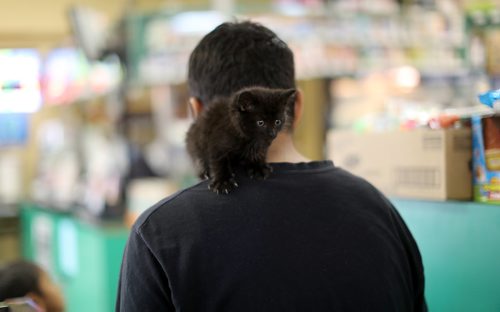 TREVOR HAGAN / WINNIPEG FREE PRESS
Les Prince wears his new kitten while grocery shopping in Peguis, Friday, July 21, 2017.