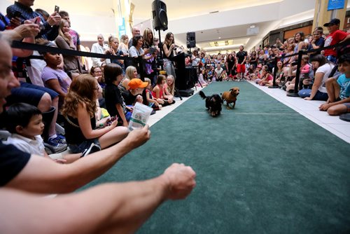 TREVOR HAGAN / WINNIPEG FREE PRESS
Wiener dog racing at Kildonan Place mall as part of National Hot Dog Day, Sunday, July 23, 2017.