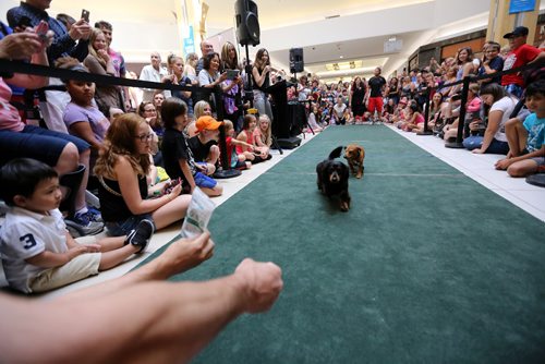 TREVOR HAGAN / WINNIPEG FREE PRESS
Wiener dog racing at Kildonan Place mall as part of National Hot Dog Day, Sunday, July 23, 2017.