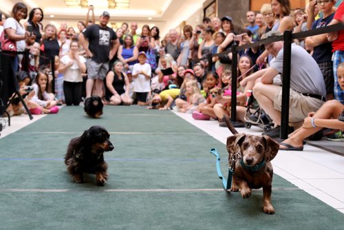 TREVOR HAGAN / WINNIPEG FREE PRESS
Wiener dog racing at Kildonan Place mall as part of National Hot Dog Day, Sunday, July 23, 2017.