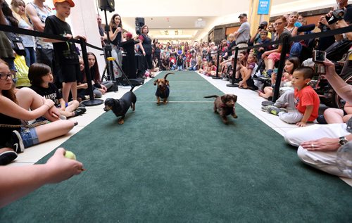 TREVOR HAGAN / WINNIPEG FREE PRESS
Wiener dog racing at Kildonan Place mall as part of National Hot Dog Day, Sunday, July 23, 2017.