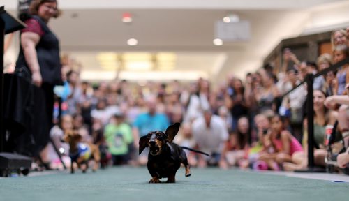 TREVOR HAGAN / WINNIPEG FREE PRESS
Wiener dog racing at Kildonan Place mall as part of National Hot Dog Day, Sunday, July 23, 2017.